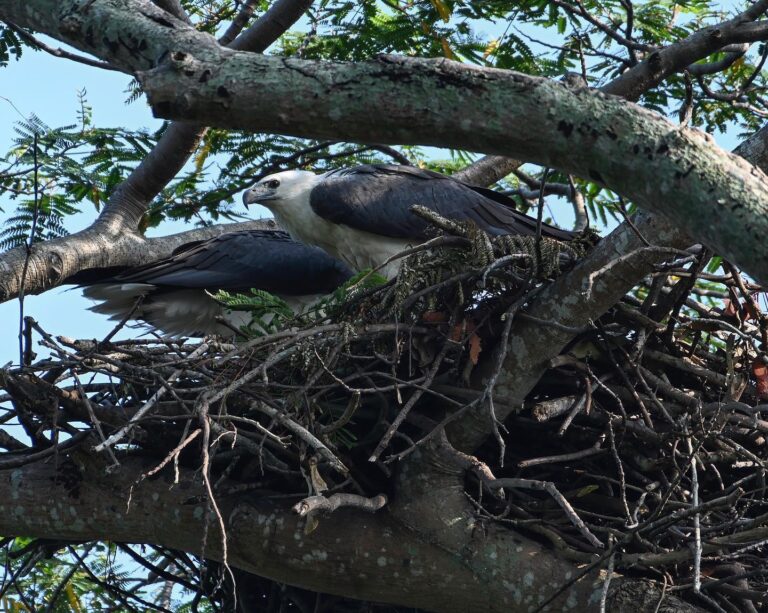 Couple of White-bellied Sea Eagles building their nest together, image 1