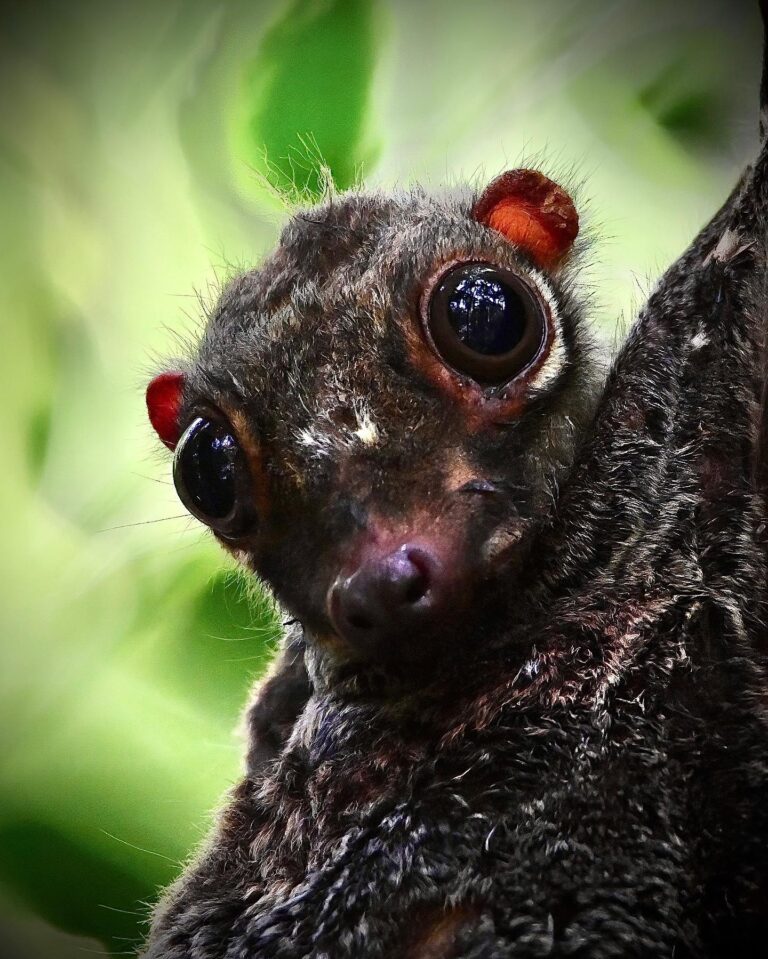 Tousled-haired Young Malayan Colugo. It probably emancipated from its mother’s protection pretty recently…, image 1