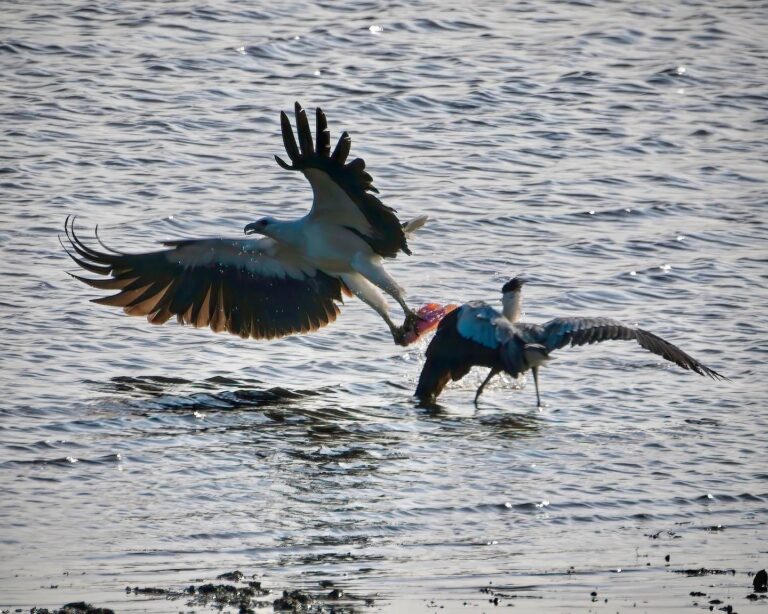 Part III: Then the Eagle came back and swooped down on the Heron… All he wanted was to steal his snack,…, image 1