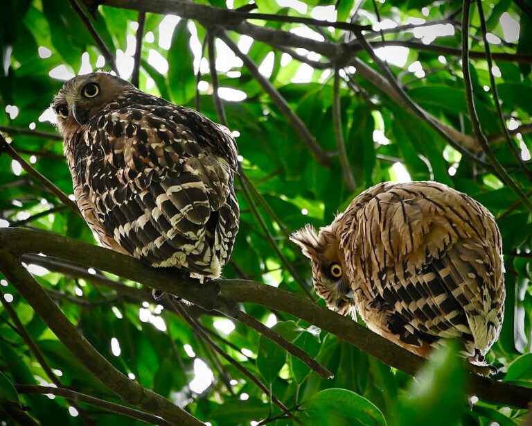 Cute little balls of feathers...Mommy and baby Buffy fish Owl... They look like they escaped from a Disney…, image 1