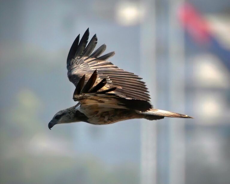 The majestic White-bellied Sea Eagle... and on the other side, Malaysia, image 1