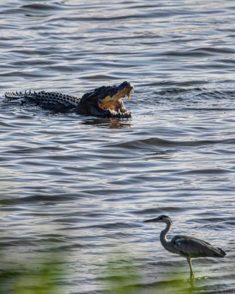 Bad day for the Grey Heron!