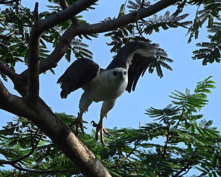 The take-off of the White-bellied Sea Eagle: I hate that I missed the framing of pic No. 2, image 1