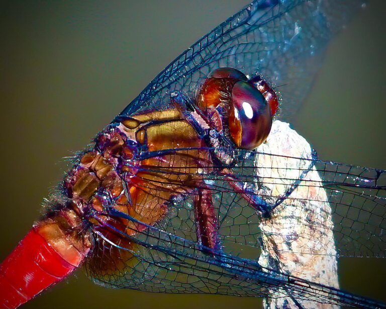 Dragonflies of Singapore:, image 1