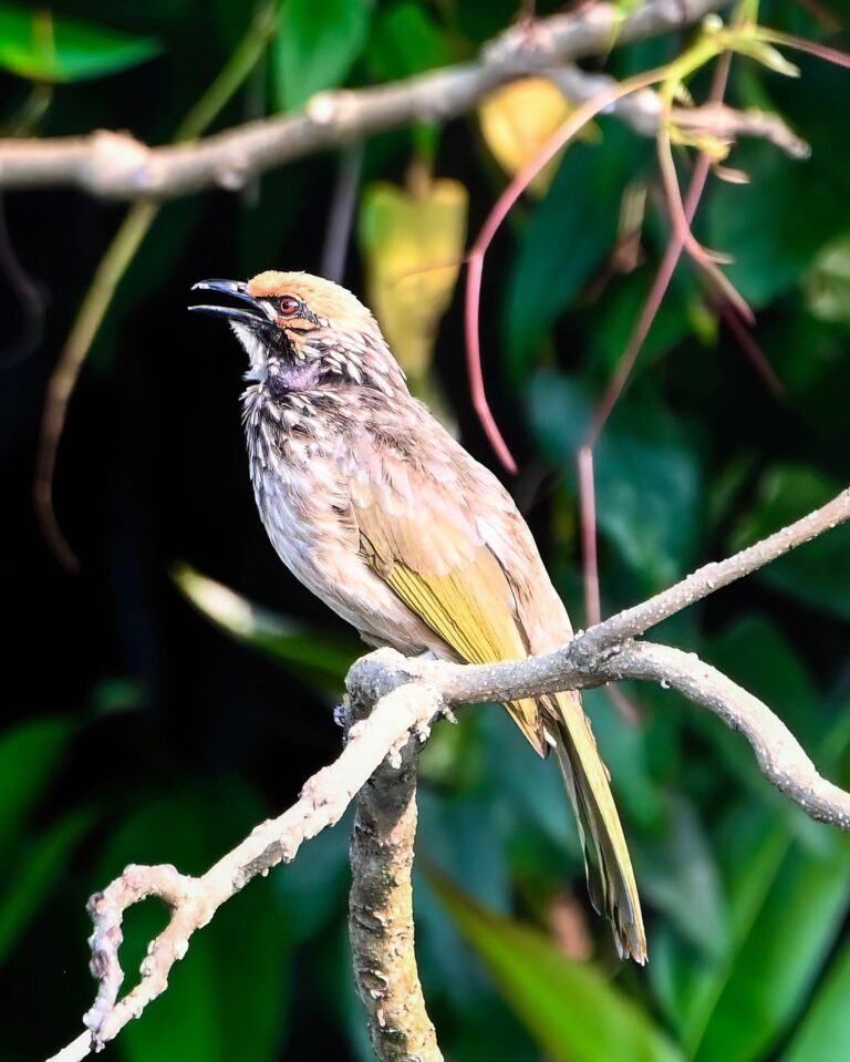 Straw-Headed Bulbul, singing its beautiful song