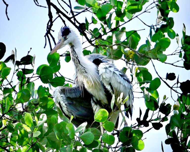 Before morning coffee and after morning coffee (yes, this is the same Grey Heron on the two first pictures), image 1