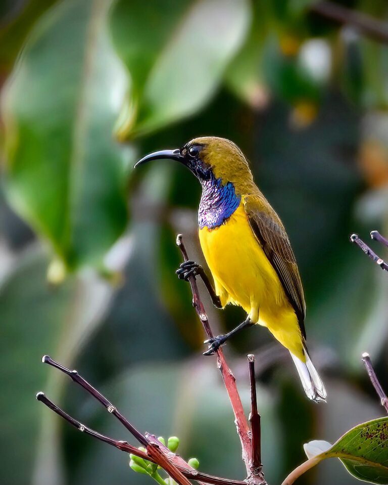 Olive-backed Sunbird
