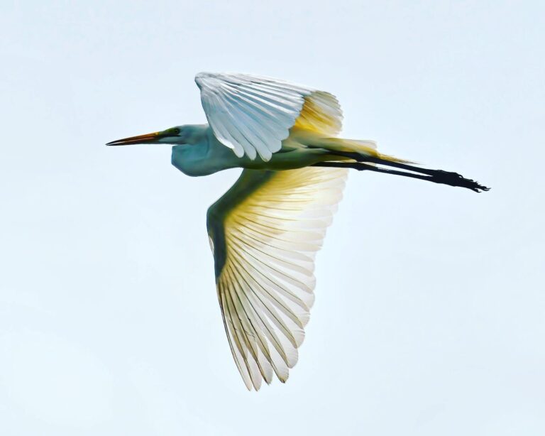 The graceful flight of the Great Egret, image 1