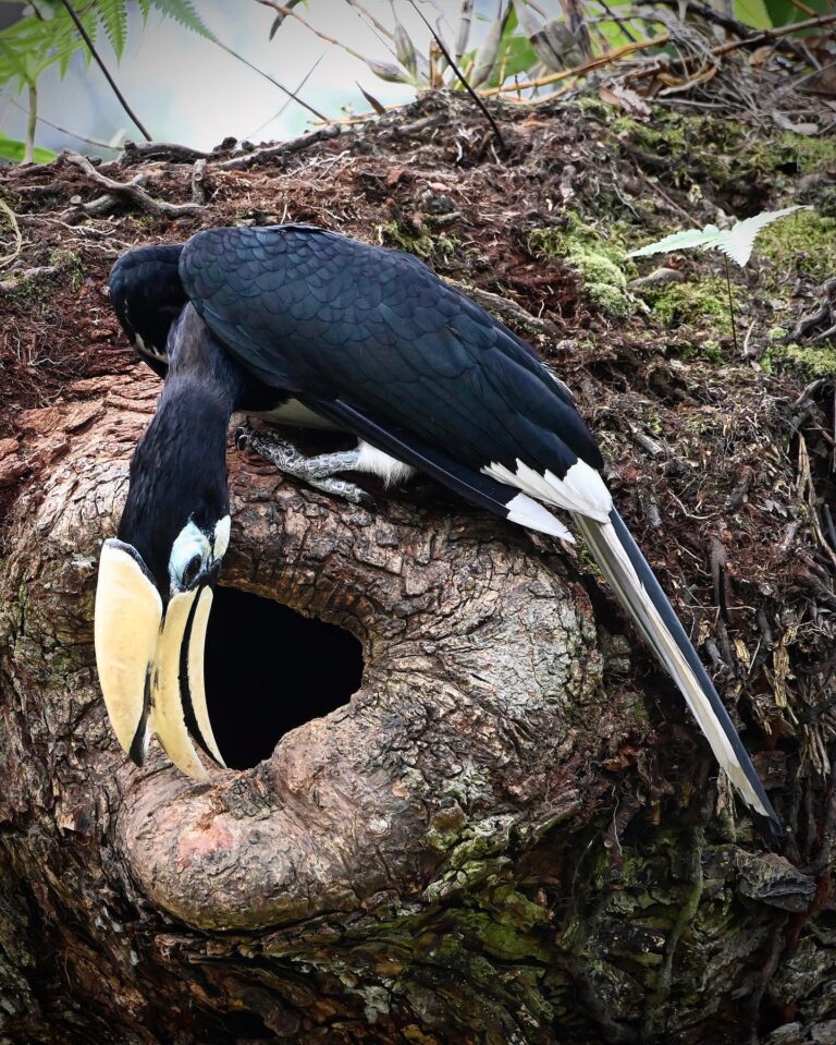 Upside-down Oriental pied Hornbill. Same nest as the one I posted about a month ago, but different,…, image 1
