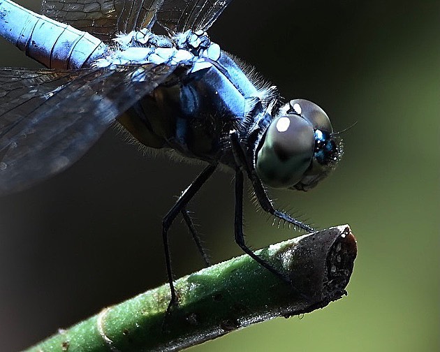 Dragonflies of Singapore: Spiny-chested percher (Raphismia Bispina), image 1