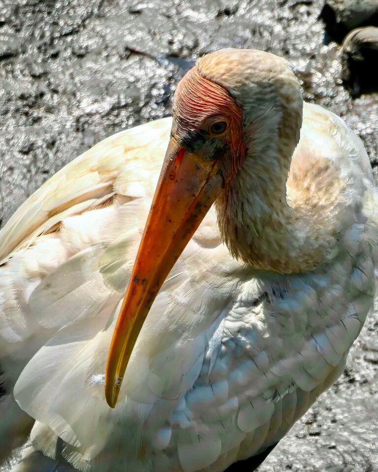 Milky Stork, probably escapee from the Singapore Zoo, image 1