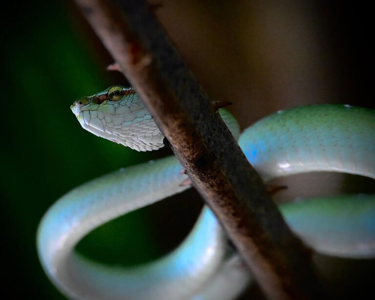 Wagler’s Pit Viper - it looks like a dragon’s head, doesn’t it?, image 1