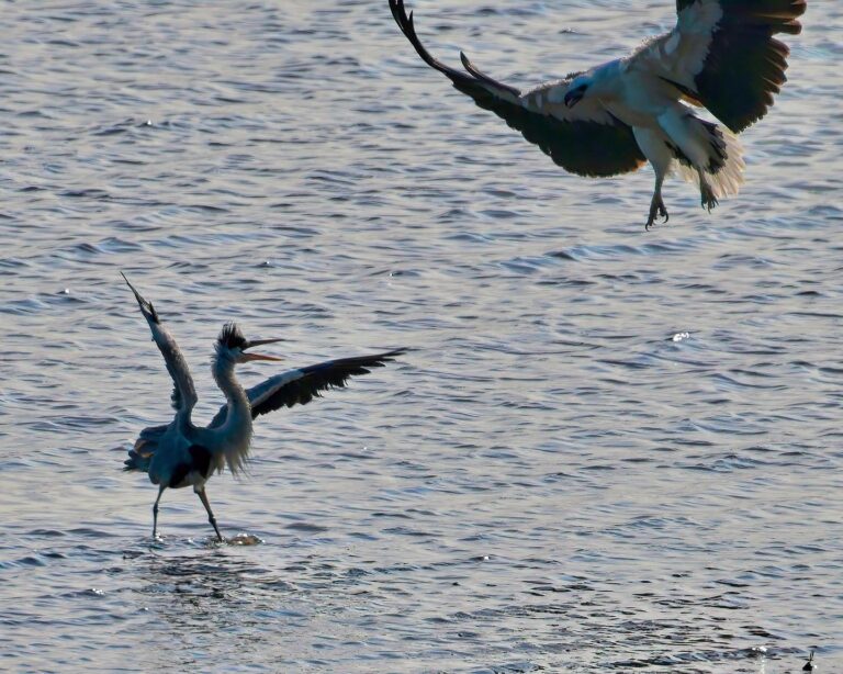 Part I: I didn’t realise what it was immediately: a White-Bellied Sea Eagle aggressively turning around a…, image 1
