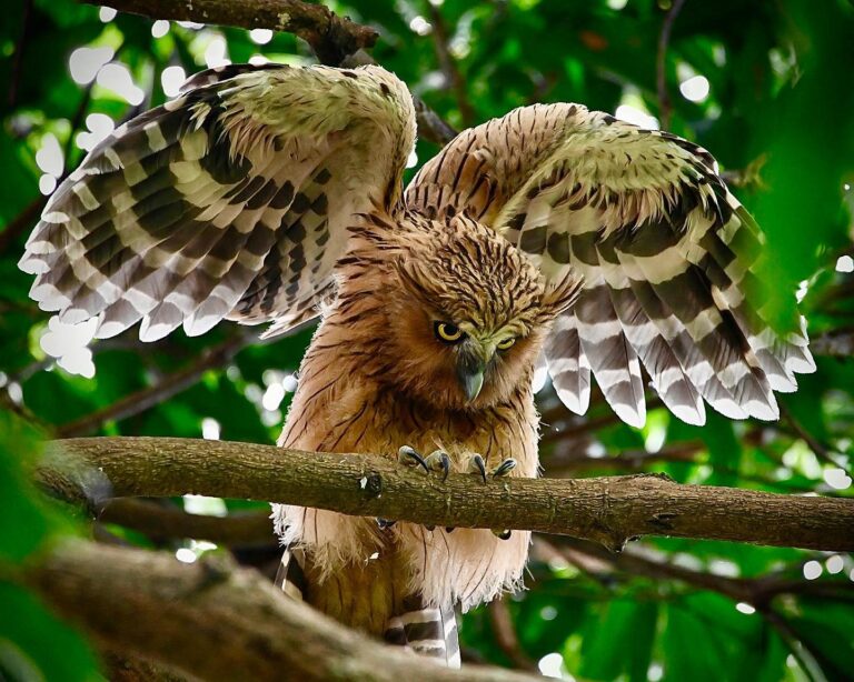 Mommy, when I grow up, I want to be an eagle “ says the little Buffy fish owl, image 1