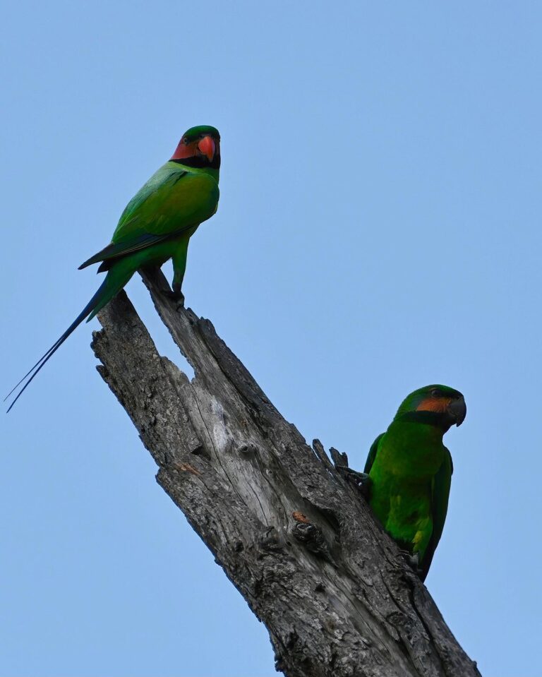Male and female Long-tailed Parakeets, image 1