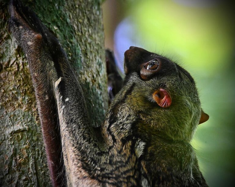 Malayan Colugo, or Sunda Flying Lemur