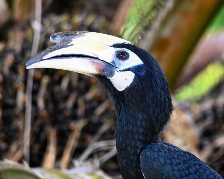 Very young female Oriental Pied Hornbill (she was indeed very small!), bragging with her beautiful eyelashes