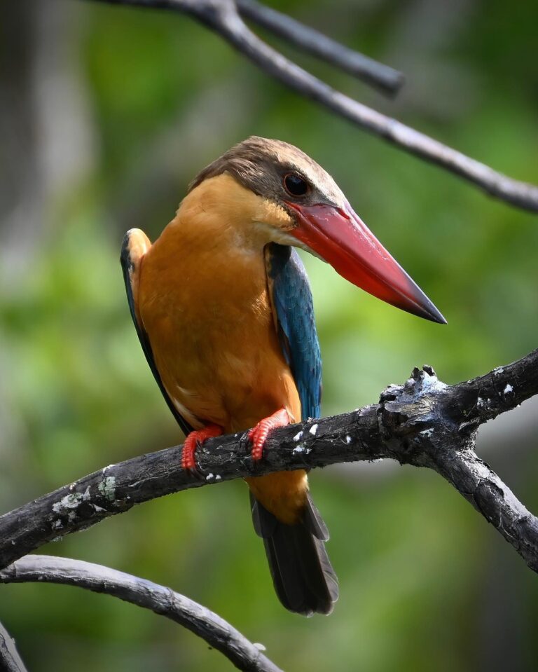 Another round of Stork-billed Kingfisher, image 1