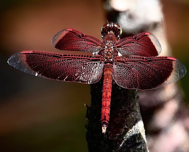 Dragonflies of Singapore: Red Grasshawk (Neurothemis fluctuans), image 1