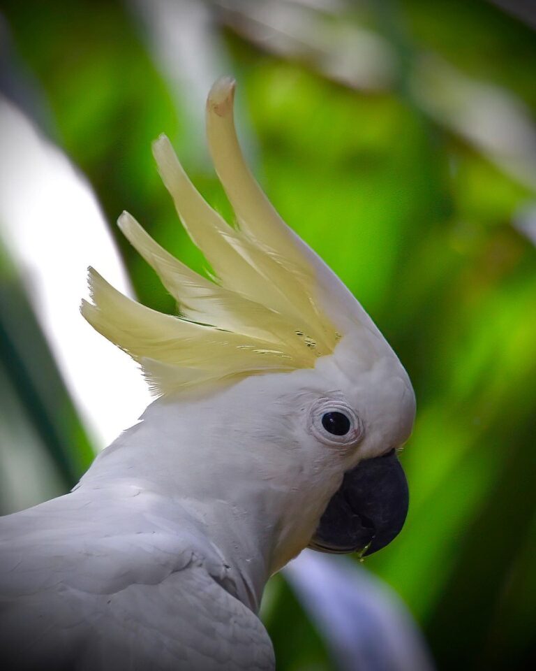 After a few months of absence, Parrots are back! Wild Yellow-crested Cockatoo, image 1