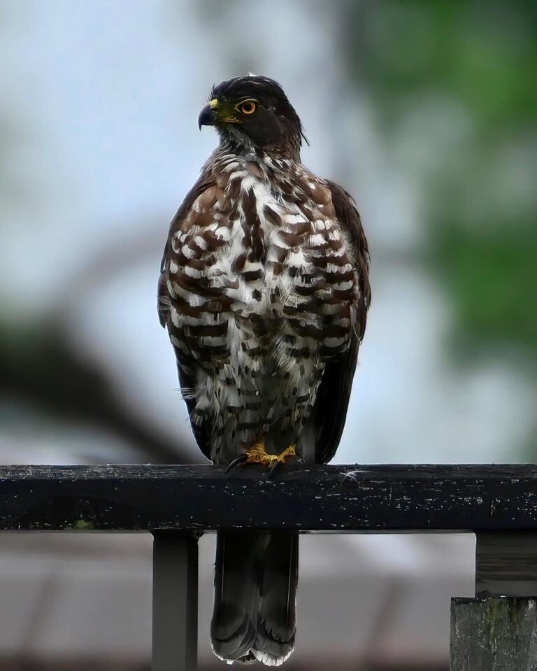 Crested Goshawk,