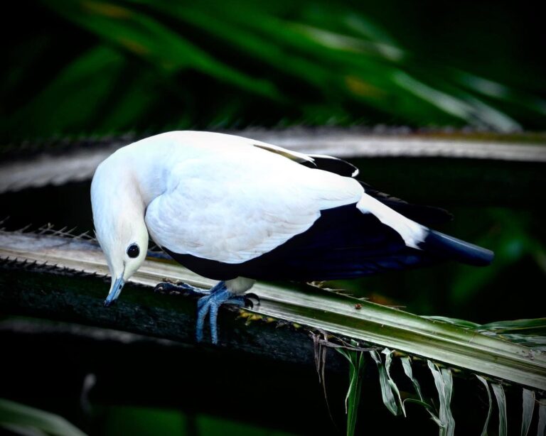 Upside-down Imperial pied Pigeon, image 1
