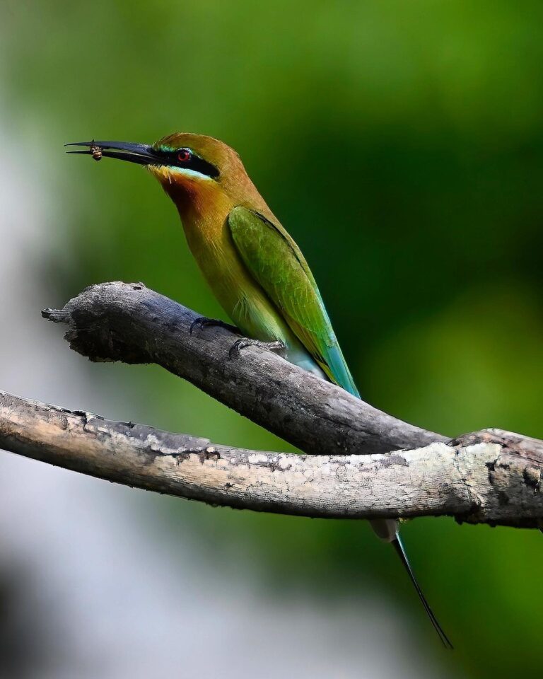 Bee eaten by a Blue-tailed Bee-eater