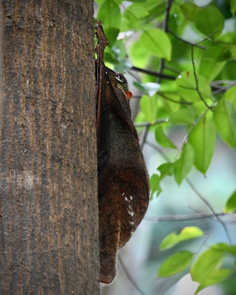 Brown Malayan Colugo (1st pic) and details of a Grey one (following pics), image 1