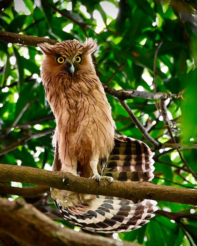 What dance is that? Flamencowl? ¡Owlé!
