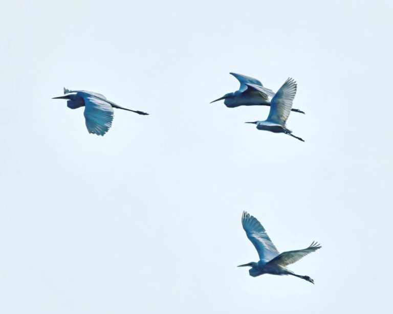 And again, the graceful flight of the Great Egrets