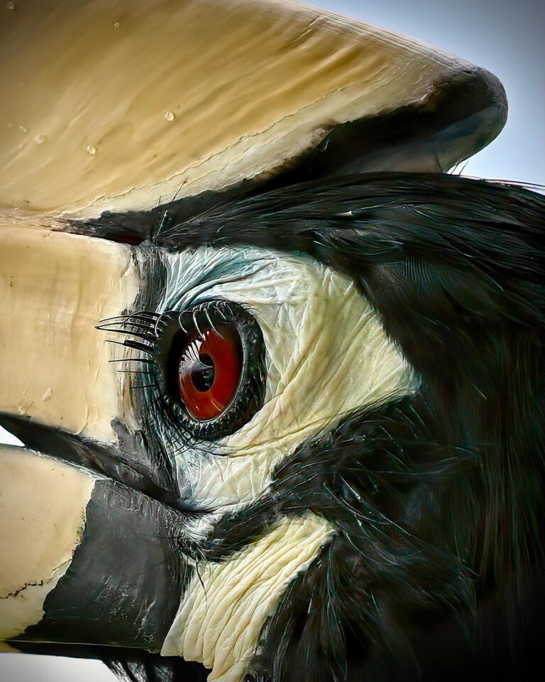 The sharp eye of the Oriental Pied Hornbill