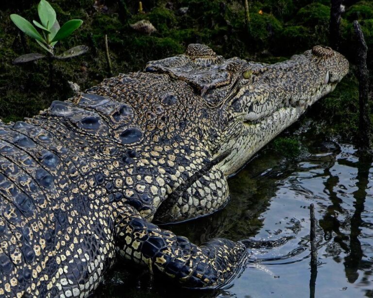 Saltwater, or Estuarine crocodile, image 1