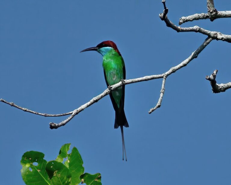 Blue-throated Bee-eater, image 1