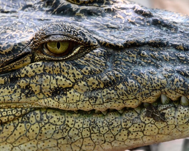 Saltwater, or Estuarine crocodile, image 1
