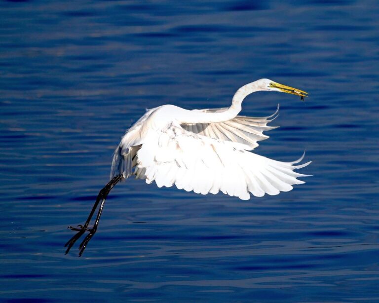 Another shot of this beautiful Great Egret