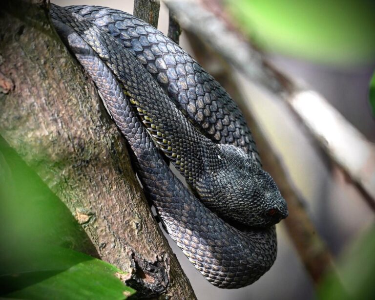 Mangrove Pit Viper - that’s unfortunately the best angle I could get the day I saw it, image 1