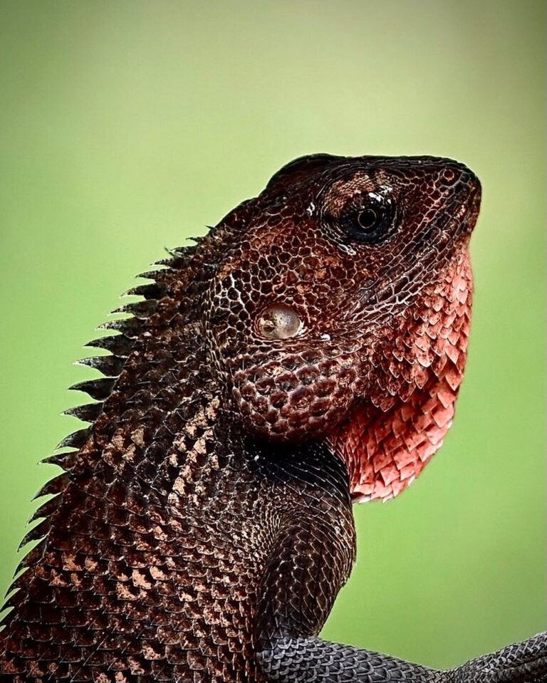 Oriental Garden Lizard, image 1