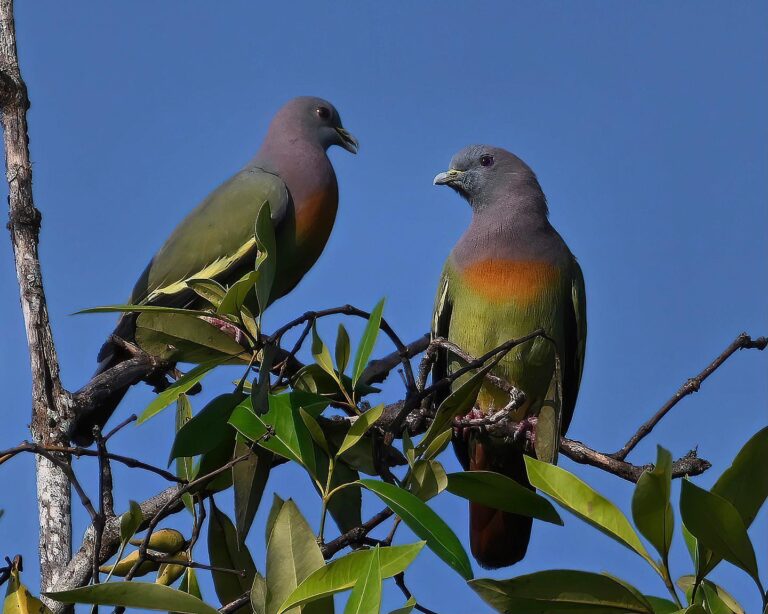 Manly chat between two Pink-necked Green Pigeons