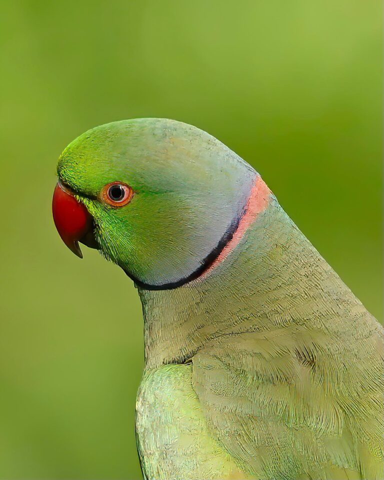 After a few months of absence, Parrots are back! Male Rose-ringed Parakeet, image 1