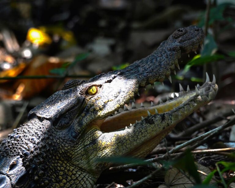 A little bit more of the Saltwater, or Estuarine crocodile, image 1