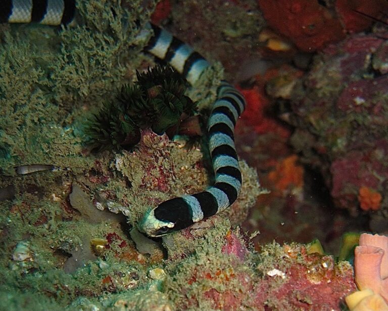 Yellow-lipped sea Krait - it is extremely reluctant to bite, but its venom is highly potent, image 1