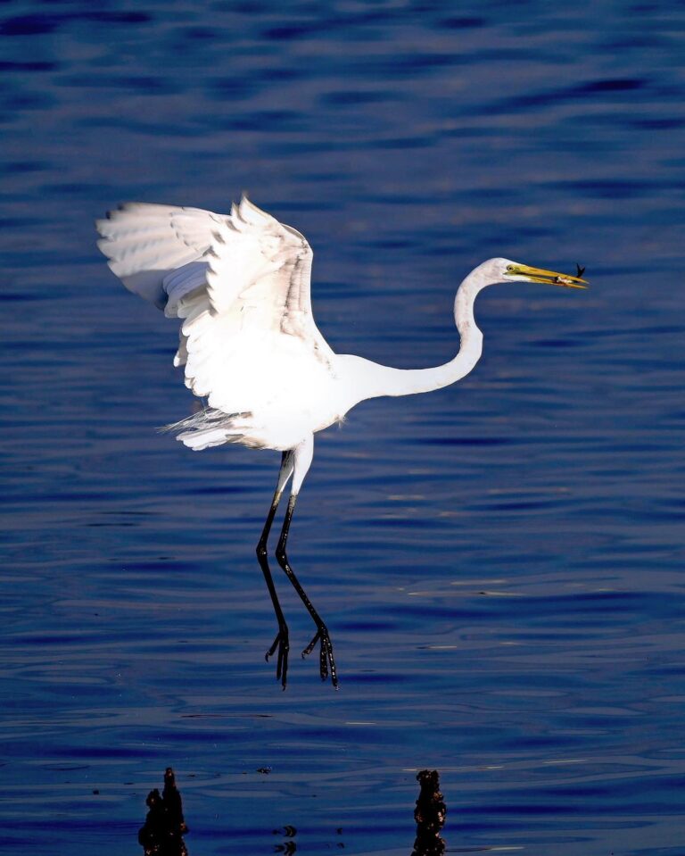 Don't you think this Great Egret has got something of a ballerina?, image 1