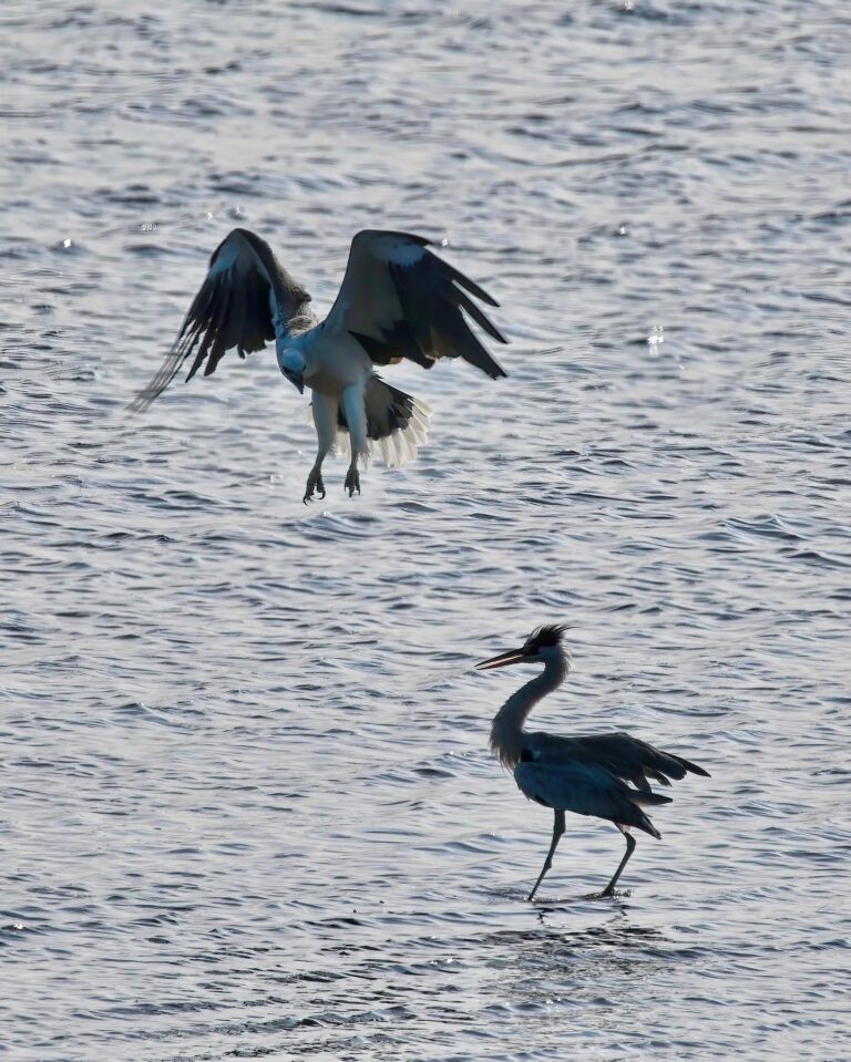 Part II: Somehow, the Eagle seemed finally intimidated by the Heron, and flew away for a while…, image 1