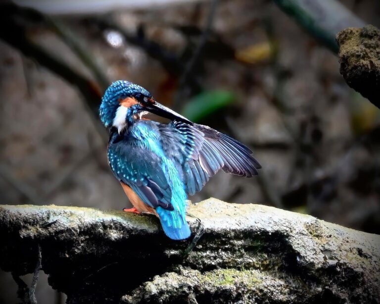 And a Common Kingfisher to conclude, image 1