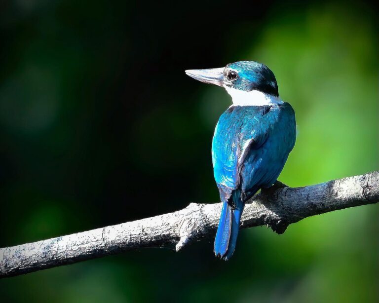 And his bro the Collared Kingfisher, image 1