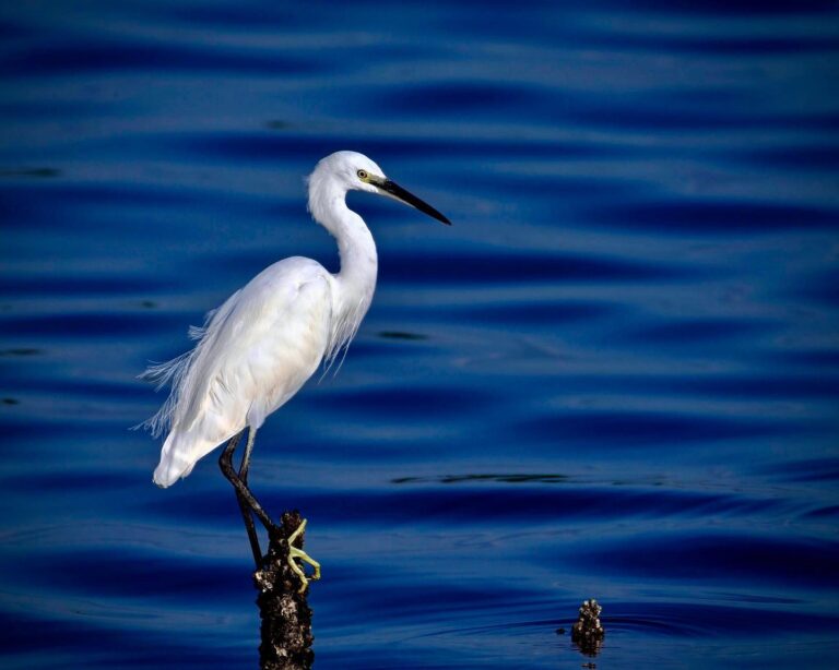 And here comes the cousin, the Little Egret