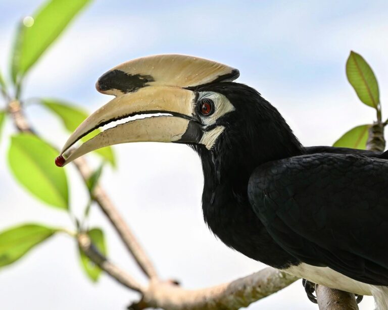 A few touches of red...Same series as the close up from two days ago. Beautiful male Hornbill, image 1