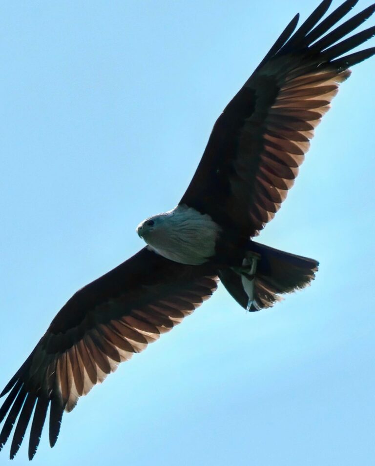 Brahminy Kite (and a small fish), image 1