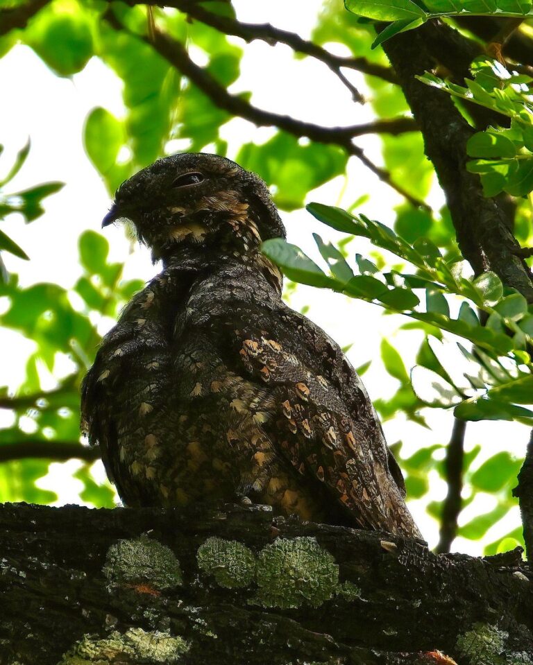 Large-tailed Nightjar, surprisingly awake during daytime, image 1