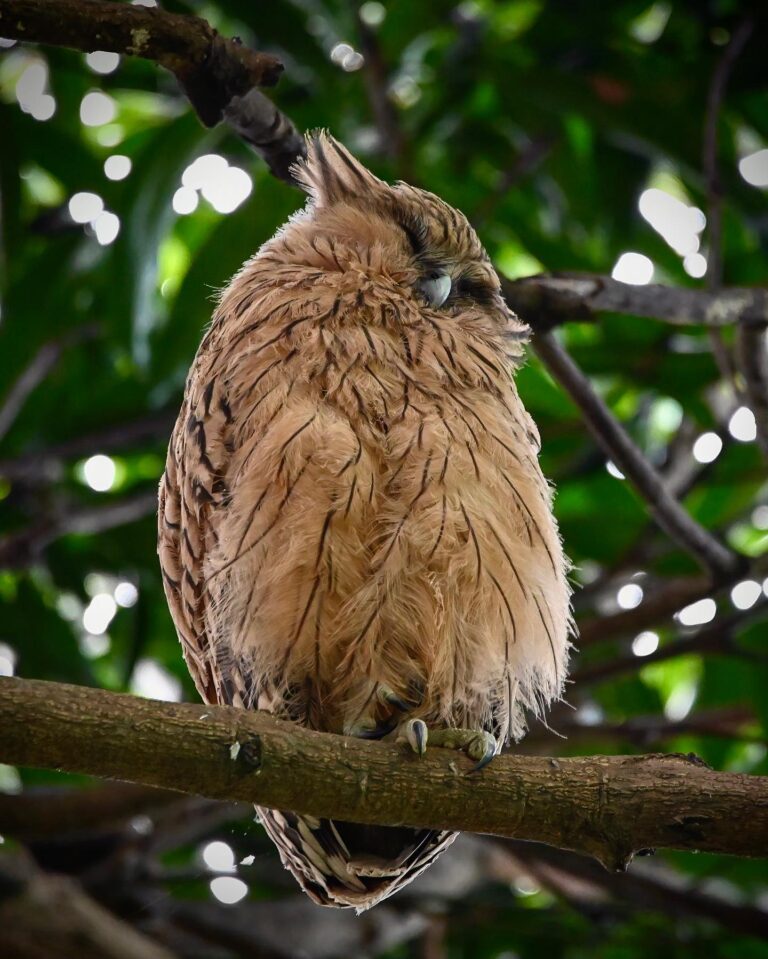 Old pics, but everlasting cuteness. Baby Buffy Fish Owl, image 1